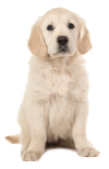 beste gps tracker hond beste gps tracker hond halsband tracking dog waterdicht zonder met abonnement
