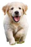 beste gps tracker hond halsband tracking dog waterdicht zonder met abonnement beste gps tracker hond halsband tracking dog waterdicht zonder met abonnement